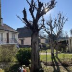 elagage arbres triel sur seine 2 elagage arbres triel sur seine 2
