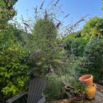 paysagiste ecquevilly entretien jardin tonte pelouse nettoyage 3 paysagiste ecquevilly entretien jardin tonte pelouse nettoyage 3