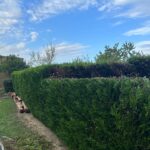 paysagiste triel sur seine etetage haie 78510 paysagiste triel sur seine etetage haie 78510