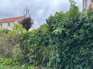 taillage haie triel sur seine taillage haie triel sur seine