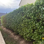 paysagiste meulan yvelines taille haie 78 4